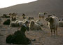 放牧の羊